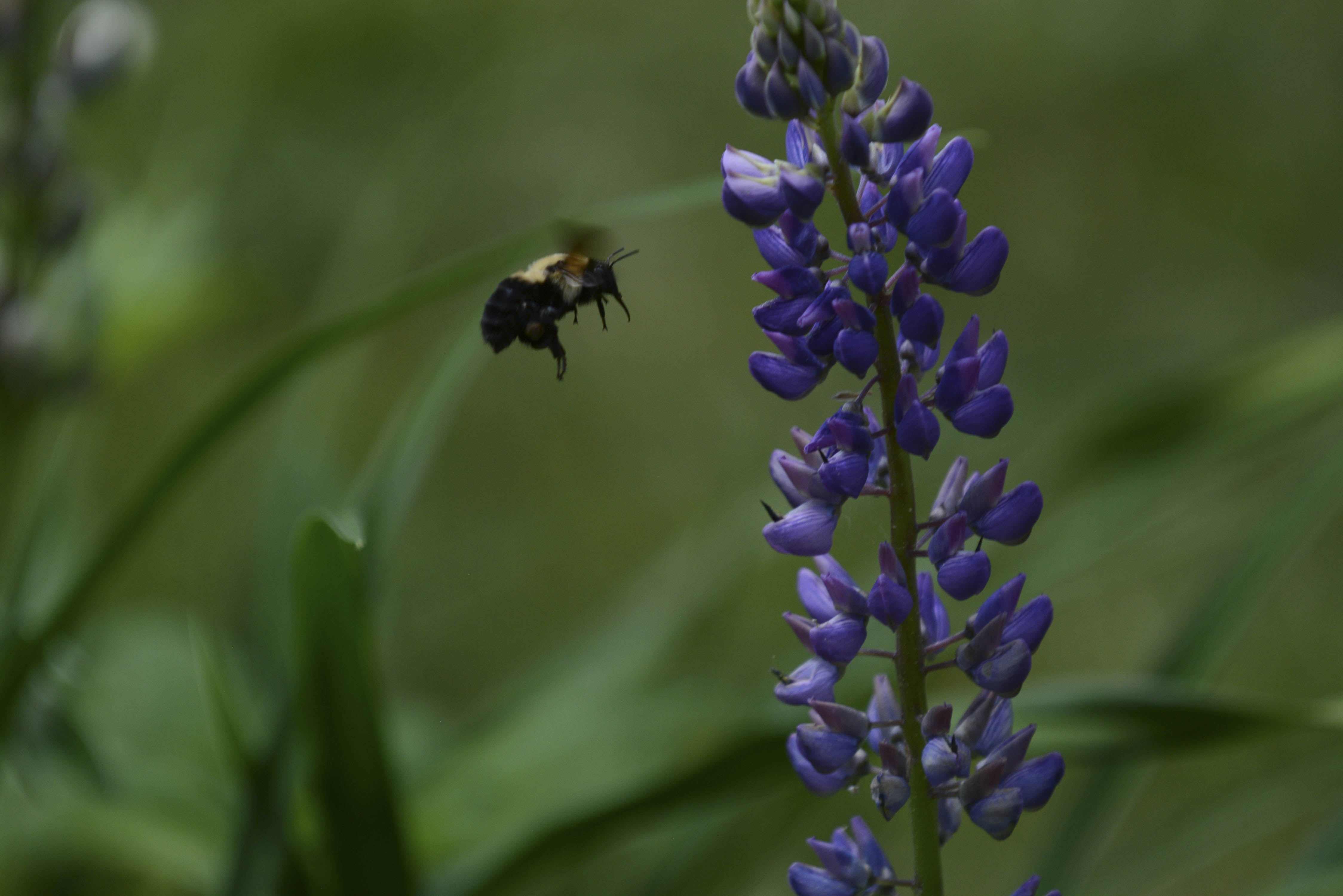 Pollen Nation News, Sports, Jobs Adirondack Daily Enterprise